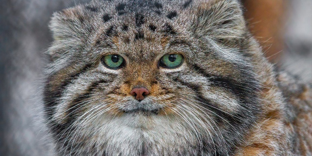 О манулах неТимофеях, но тоже почти феях