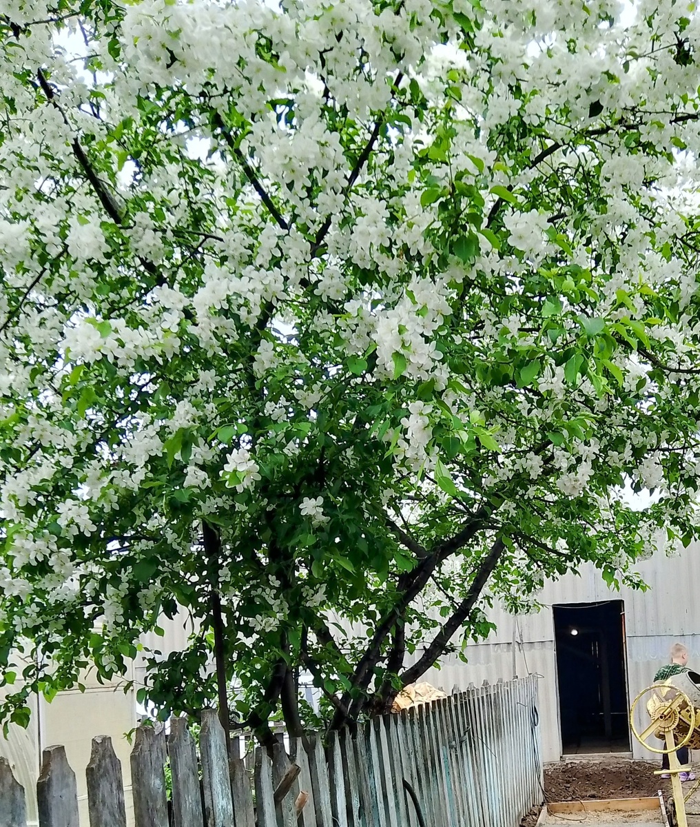 Яблоня цветет так что листьев не видно