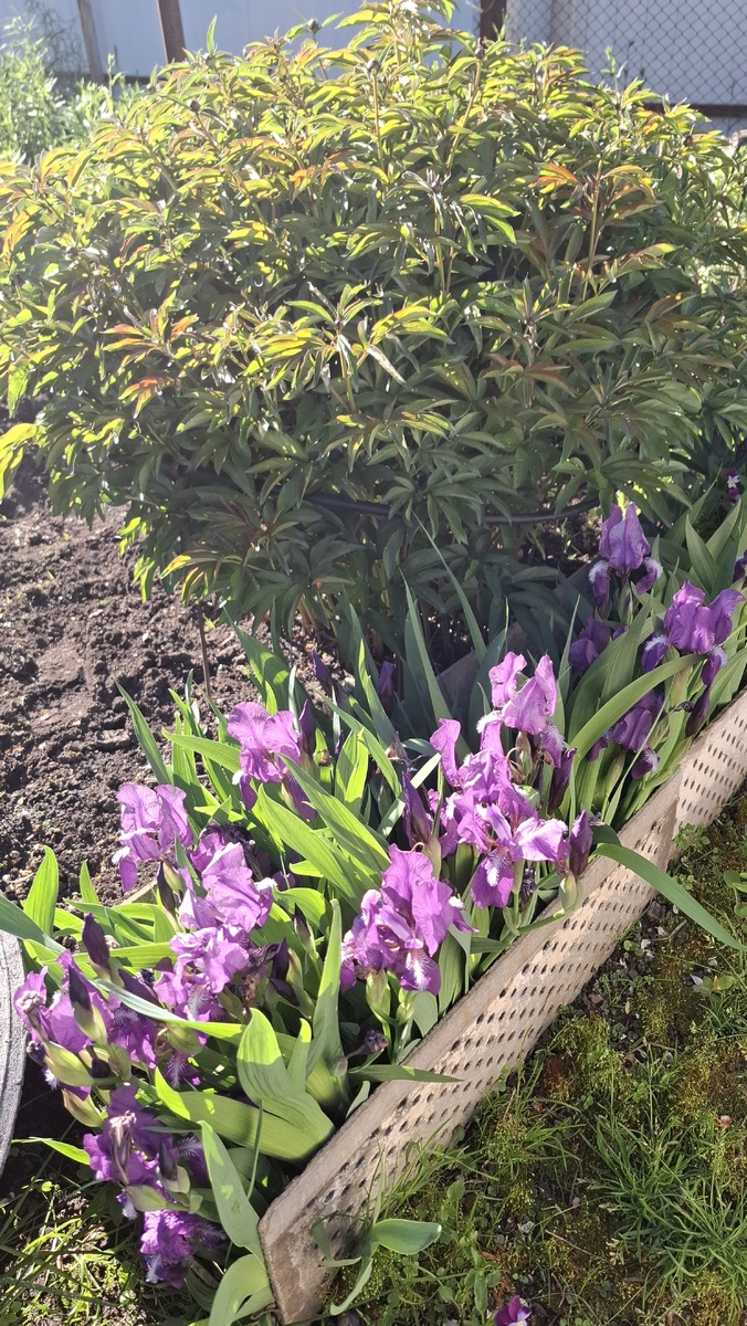 Скоро будем любоваться пионами