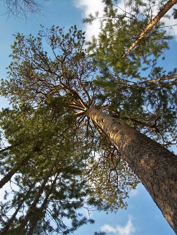 Фотографии Татьяны Немшановой. Май месяц полярный. Западная Сибирь.