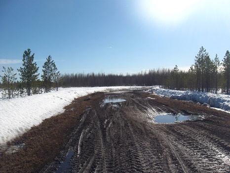 Фотографии Татьяны Немшановой. Май месяц полярный. Западная Сибирь.