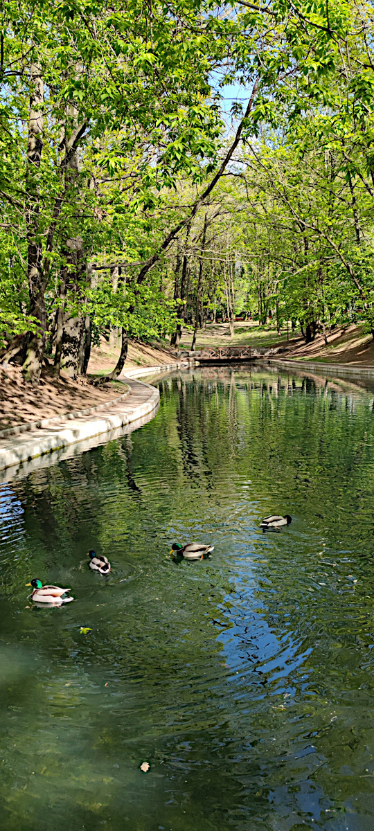 Назовём фото: майский пруд и селезни.