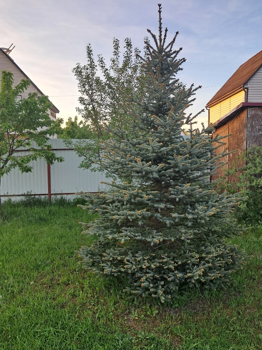 Голубая ель