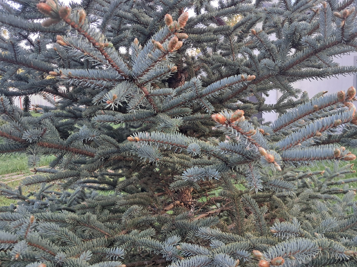 Моя красавица голубая ель