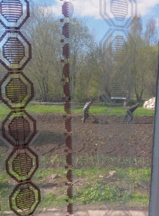 Отец и сын нарезают борозды под картошку.Очень тяжело