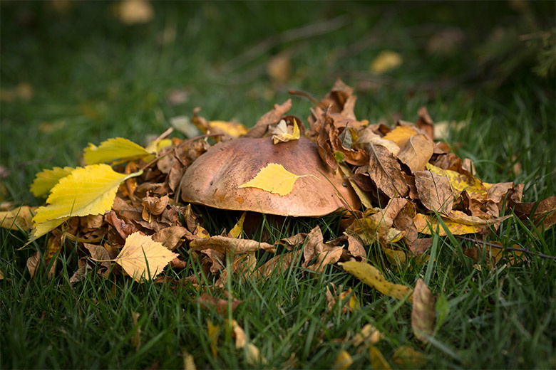    Nikolay Gyngazov/Global Look Press