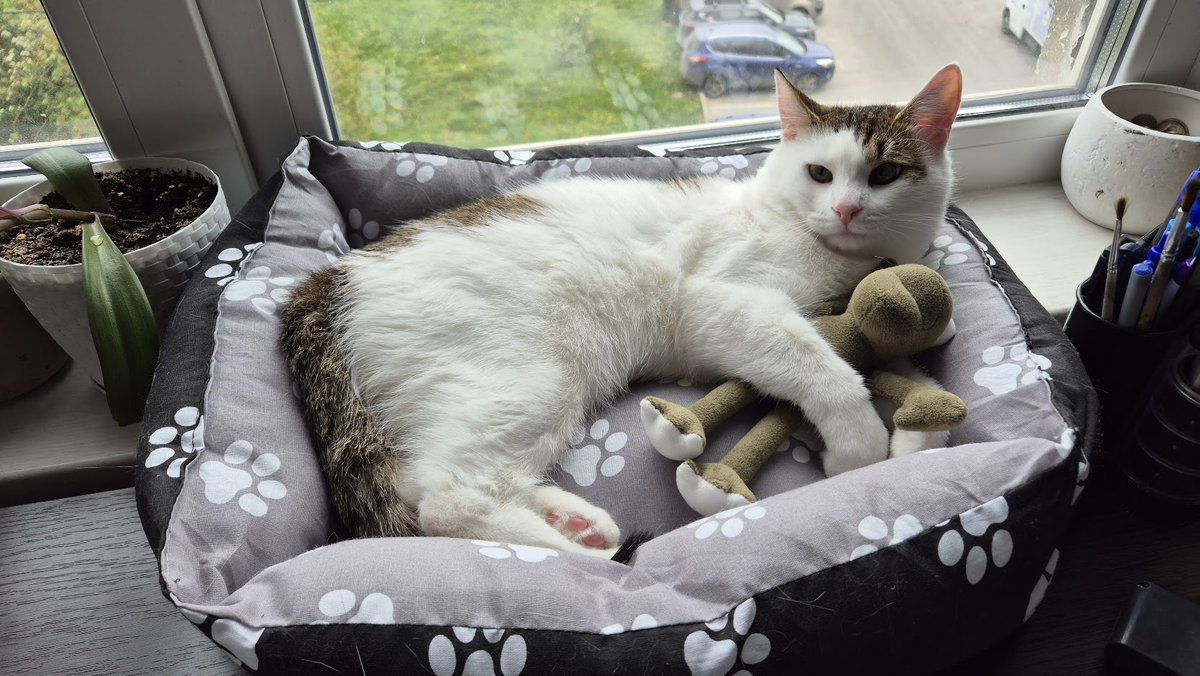 Не знаешь, какую фотку ставить, - ставь котика