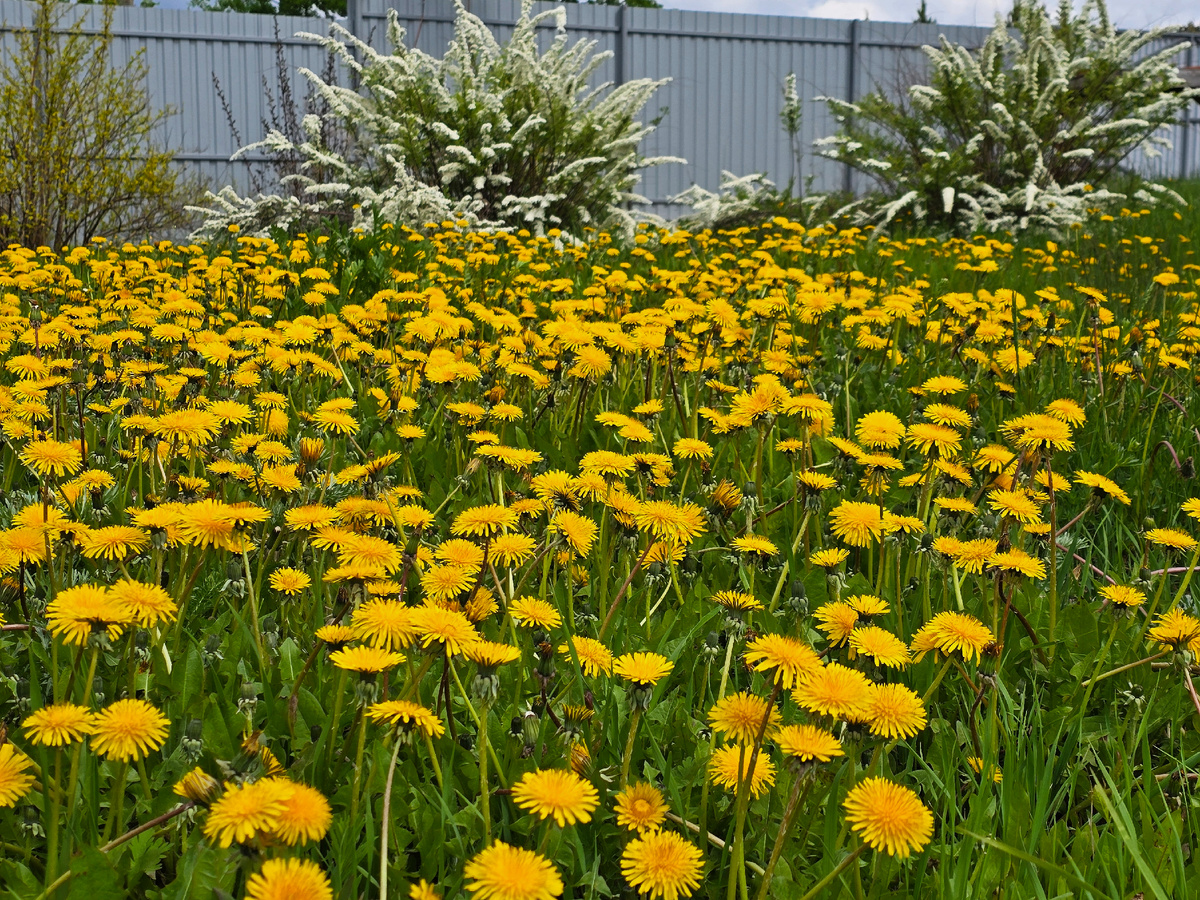 Одуваны и спирея на заднем плане