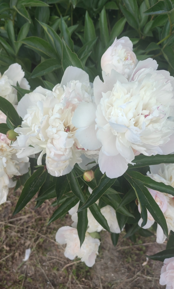 Мои любимые пионы. 