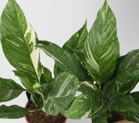 Существуют сорта с пестрыми листьями, например,Diamond variegata/ Фото darvin-market.ru