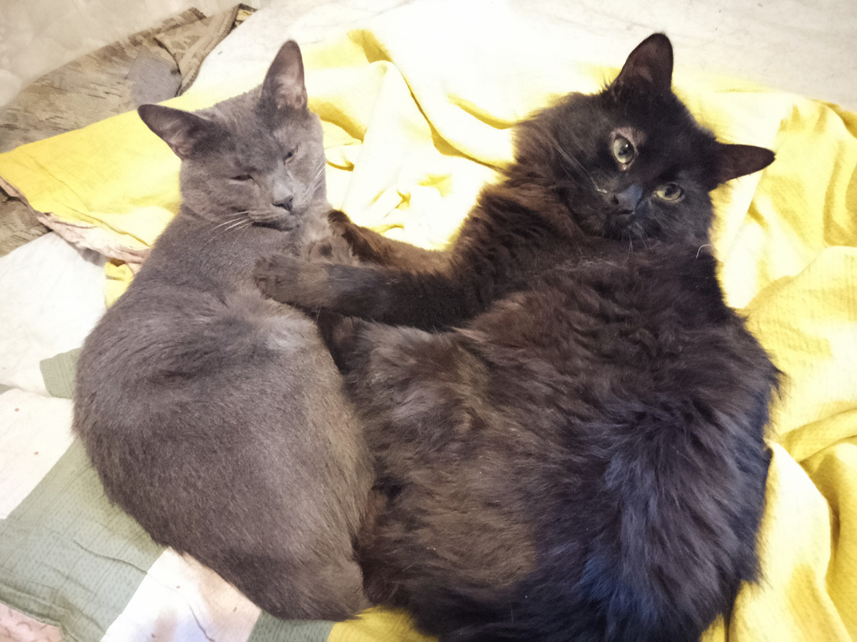 Силя и Кузя. Как их можно не любить? 