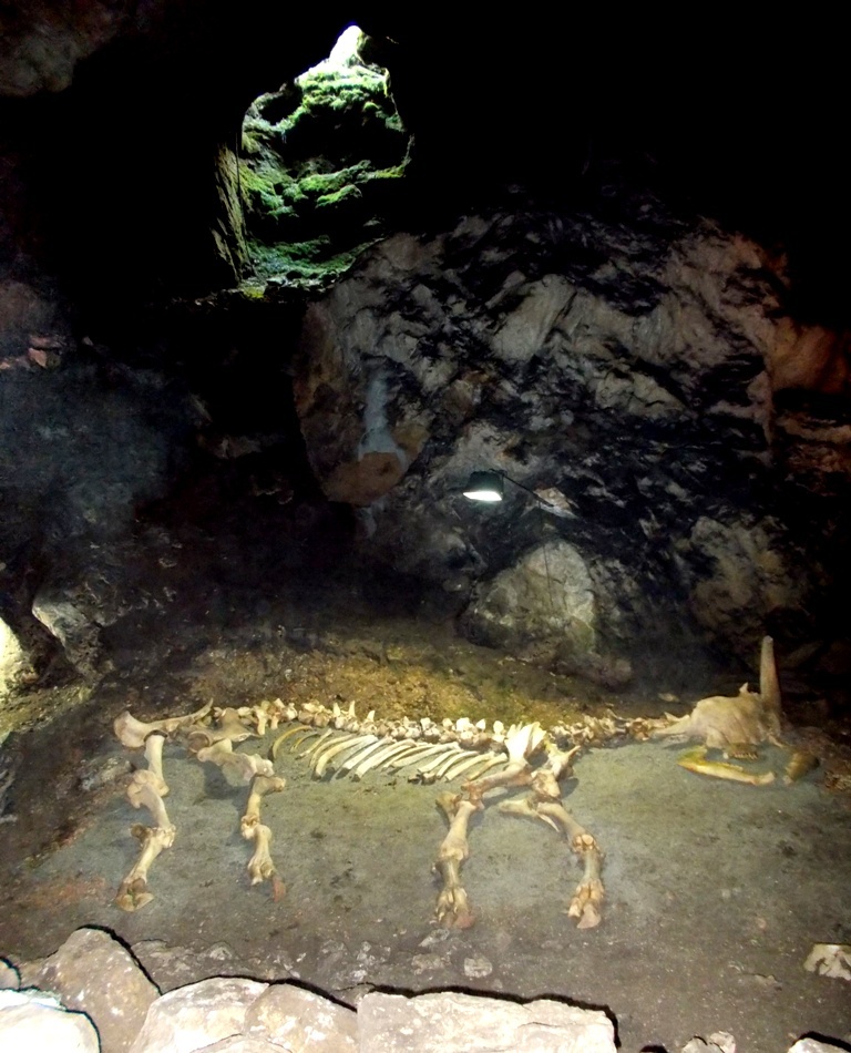 Провал стал ловушкой для многих животных