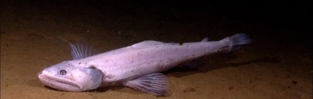 Я Елена из компании Орифлейм.