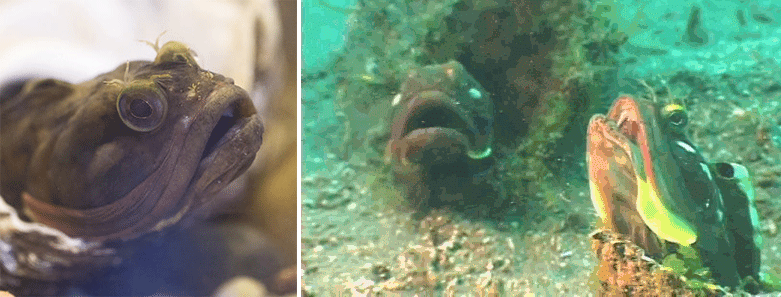 - А как динозавр делает? - РАРАРАРРААР!!!