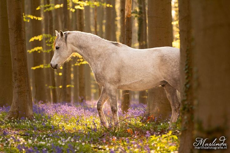 Белый конь в лесу