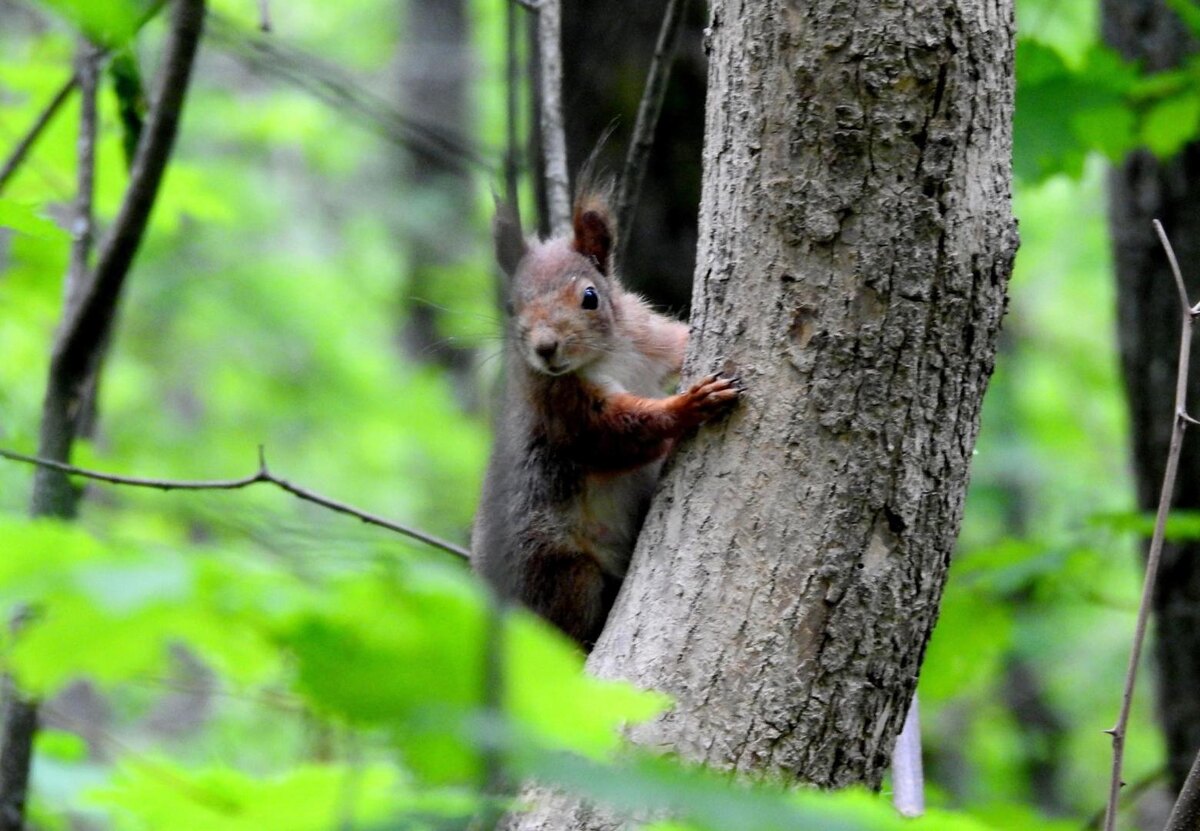    Куряне продолжат наслаждаться летним теплом