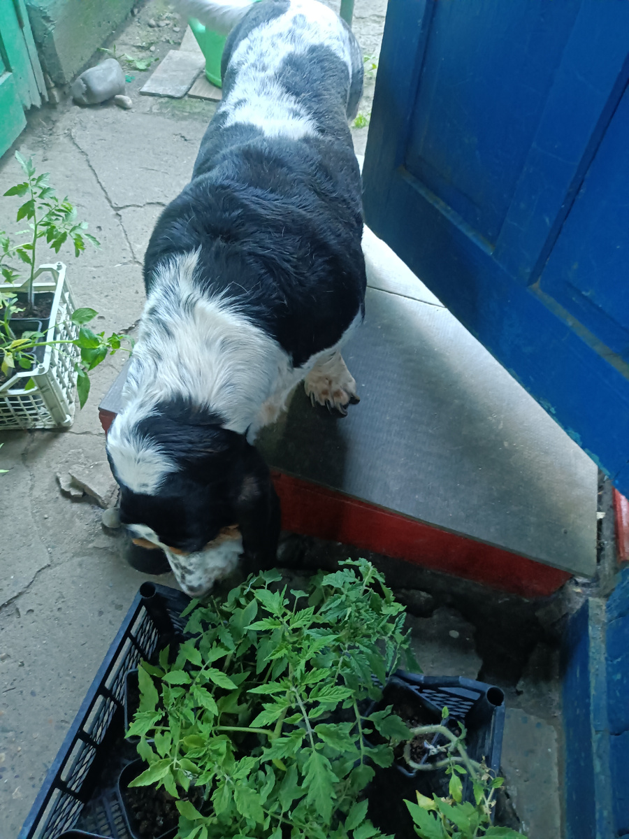 Мониторинг рассады