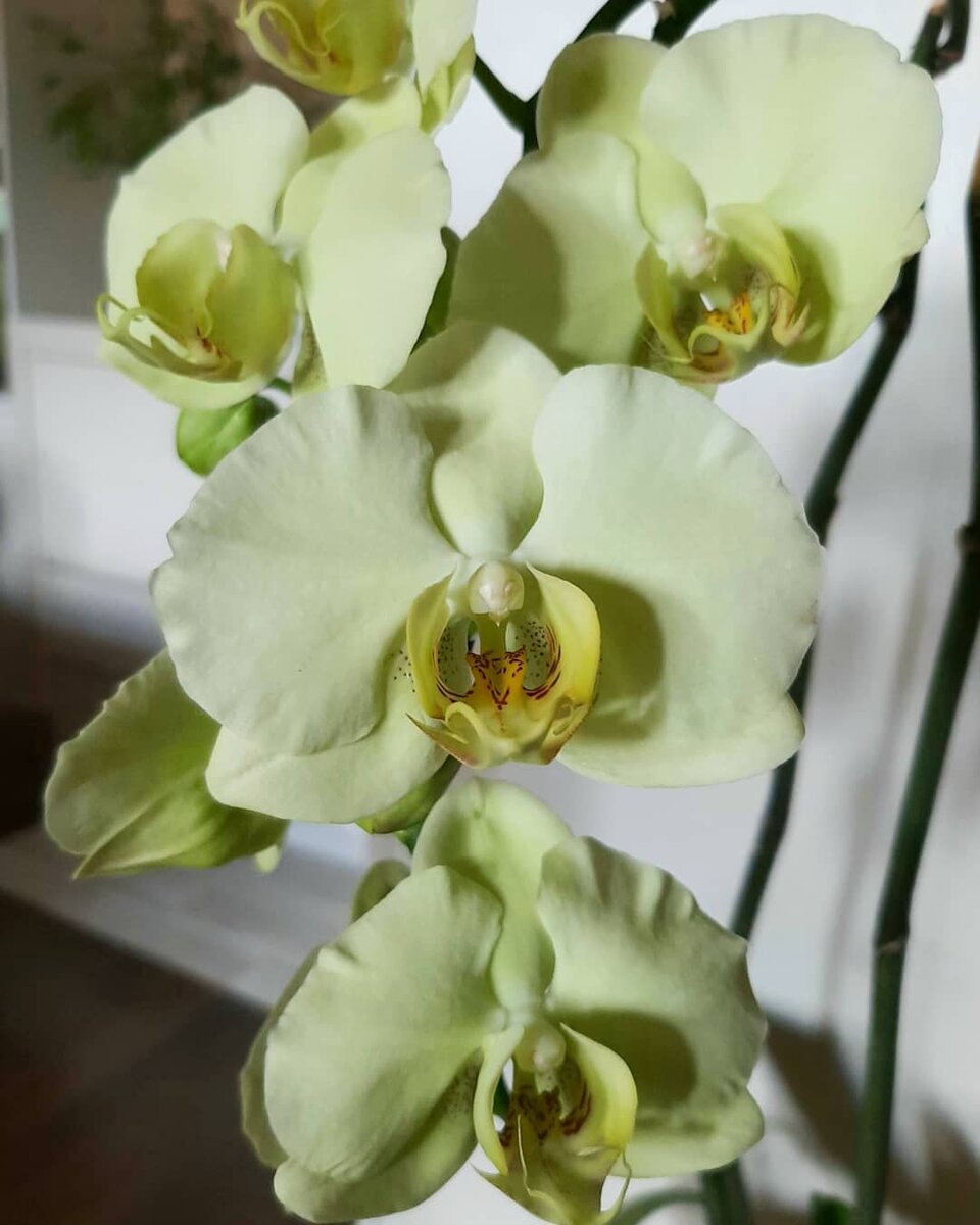Обложка статьи. Фаленопсис Грин Эппл (Green apple) архивное фото, жду цветения