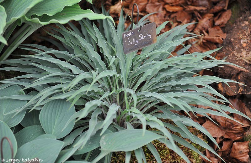 Хоста Silly String