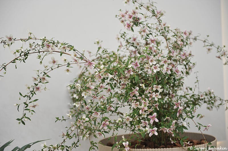 Чубушник Petite Perfume Pink