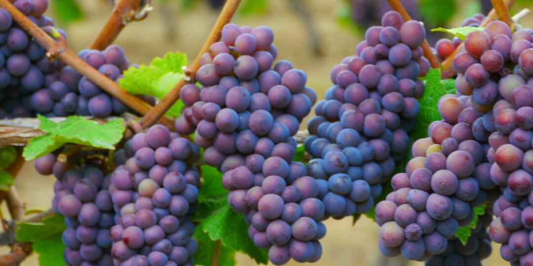 Виноград без лопнувших ягод: как поливать правильно, а не на авось