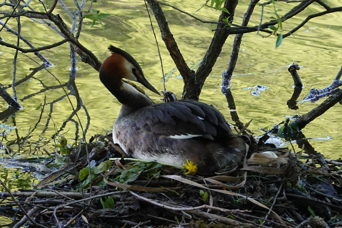 Поганка и ее малыш. Видите, как она на него смотрит?