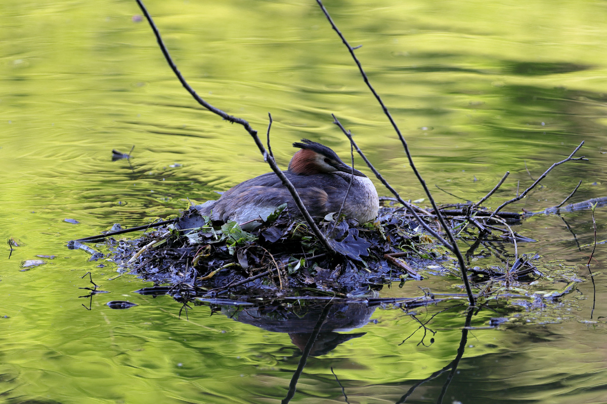 Поганка на гнезде