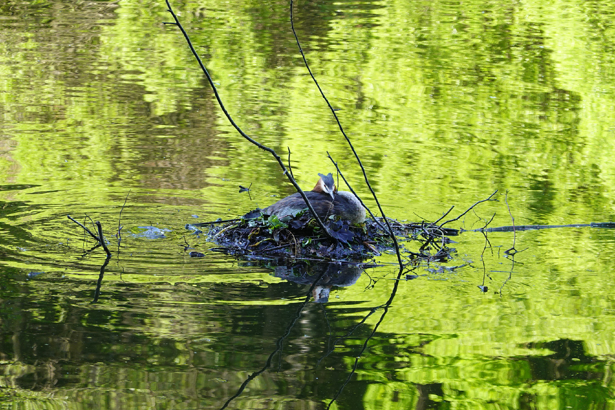 Поганка на гнезде