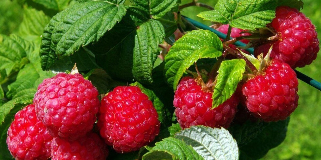 9 секретов хорошего урожая малины. Исповедь дачного маньяка