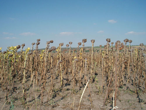 Из интернета