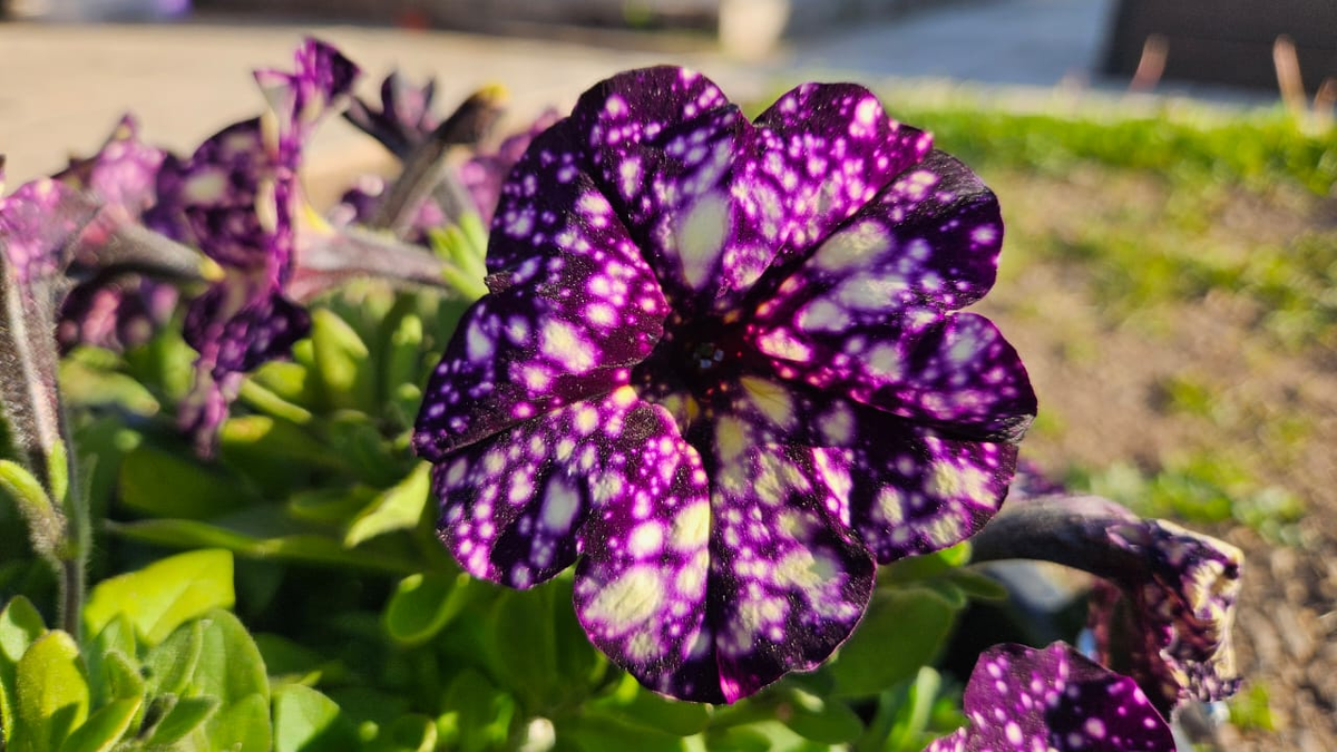 Что сделать, чтобы на участке была красота?