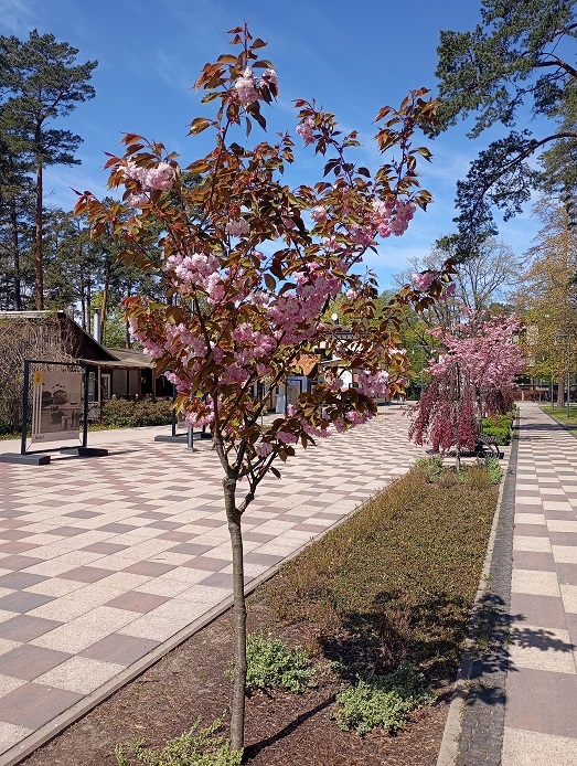 Юрмала, 13 мая 2025