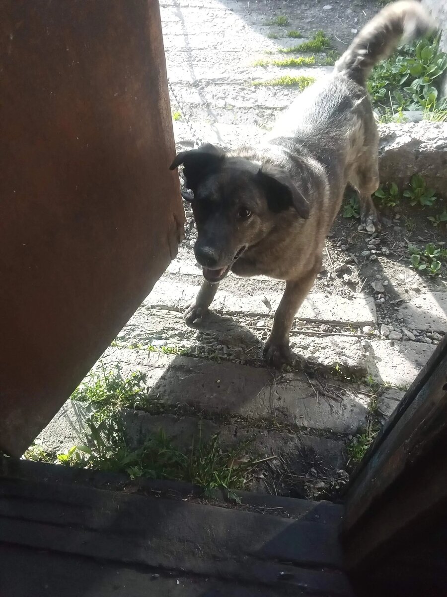 Грета, 5 лет