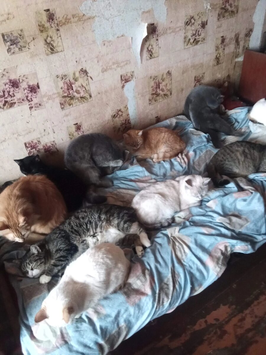 Котики Ольги