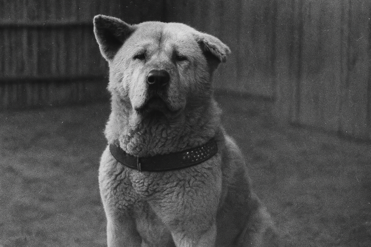 Воссозданный визуальный портрет Хатико, основанный на редких архивных фотографиях.