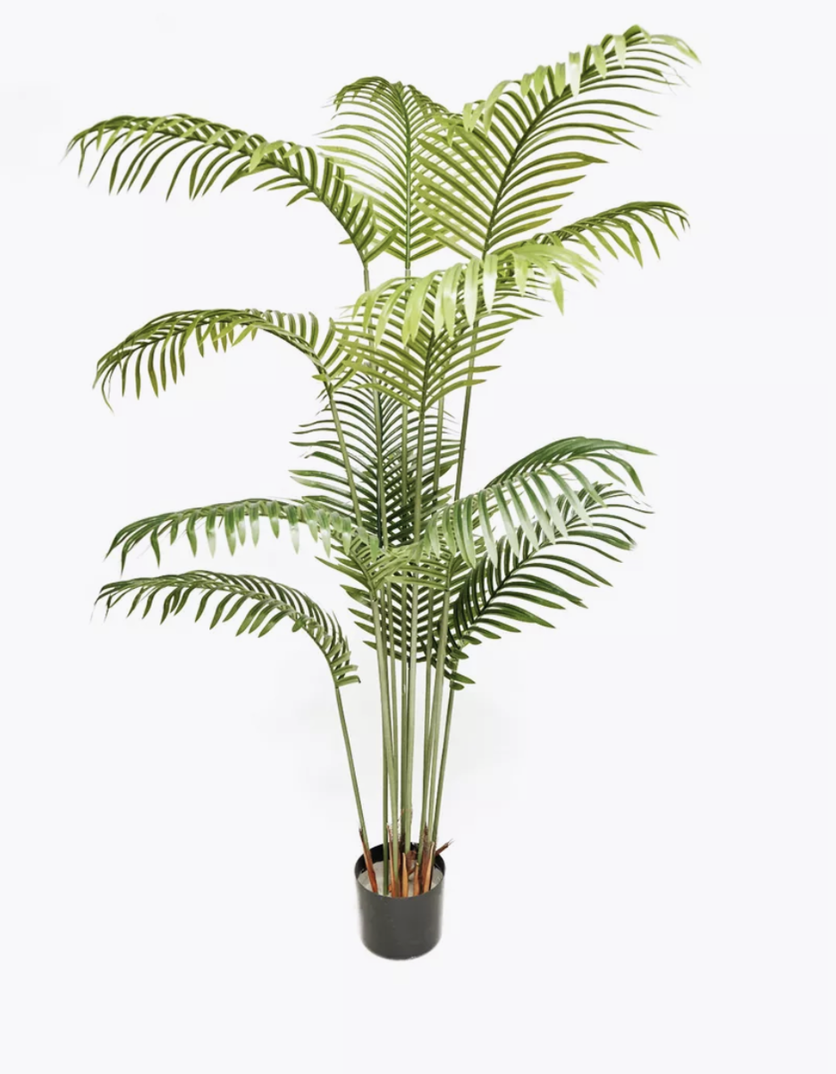 Пальма декоративная — 158009126