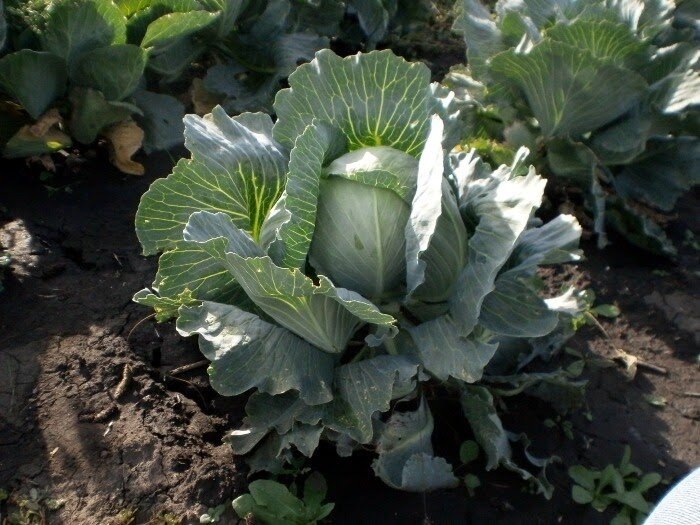 Чтобы капуста завязывала крупные головки: подарили 3 совета - и головки не обхватишь, не поднимешь. Агрономы советуют