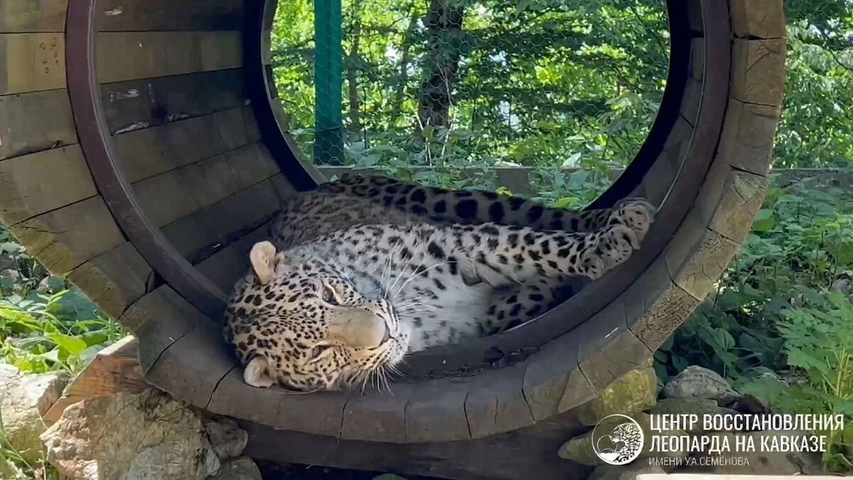    Фото: t.me/leopardcenter