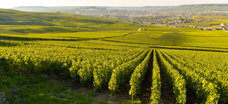 Виноградники Шампани