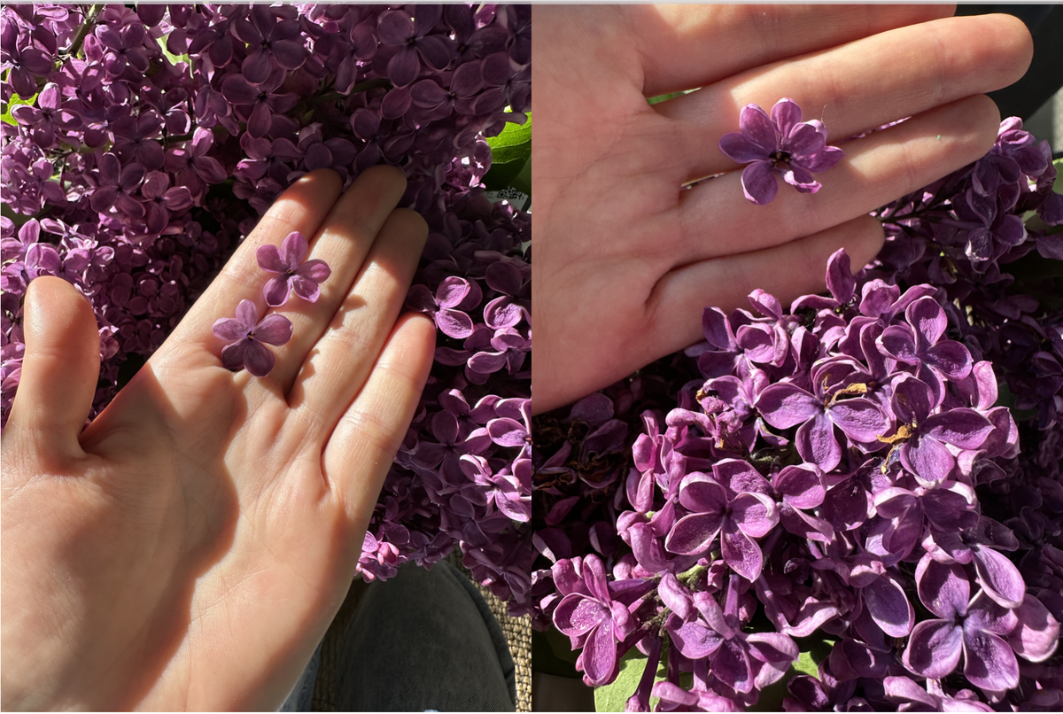 "Счастливая сирень" из бабушкиного сада. Чудеса к Дню рождения: все цветы съела, желания загадала