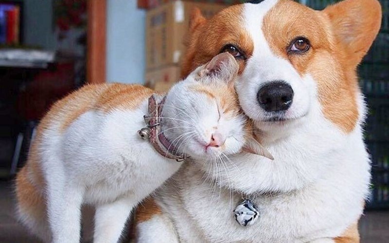 Один к одному: 30 фотографий животных-«близнецов»