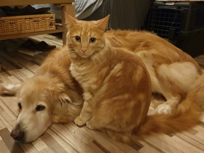    Будто от одной матери!