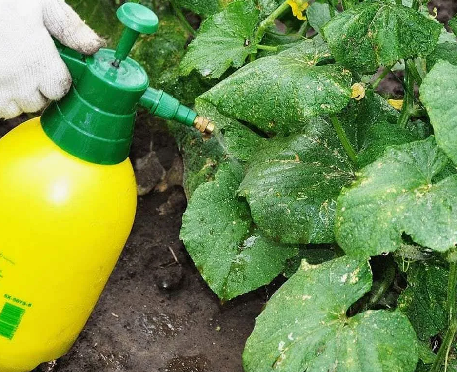 Внекорневая подкормка