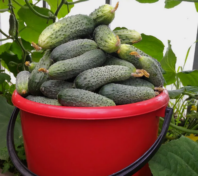 Хороший урожай