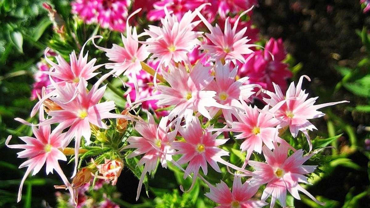 Флокс друммонда.