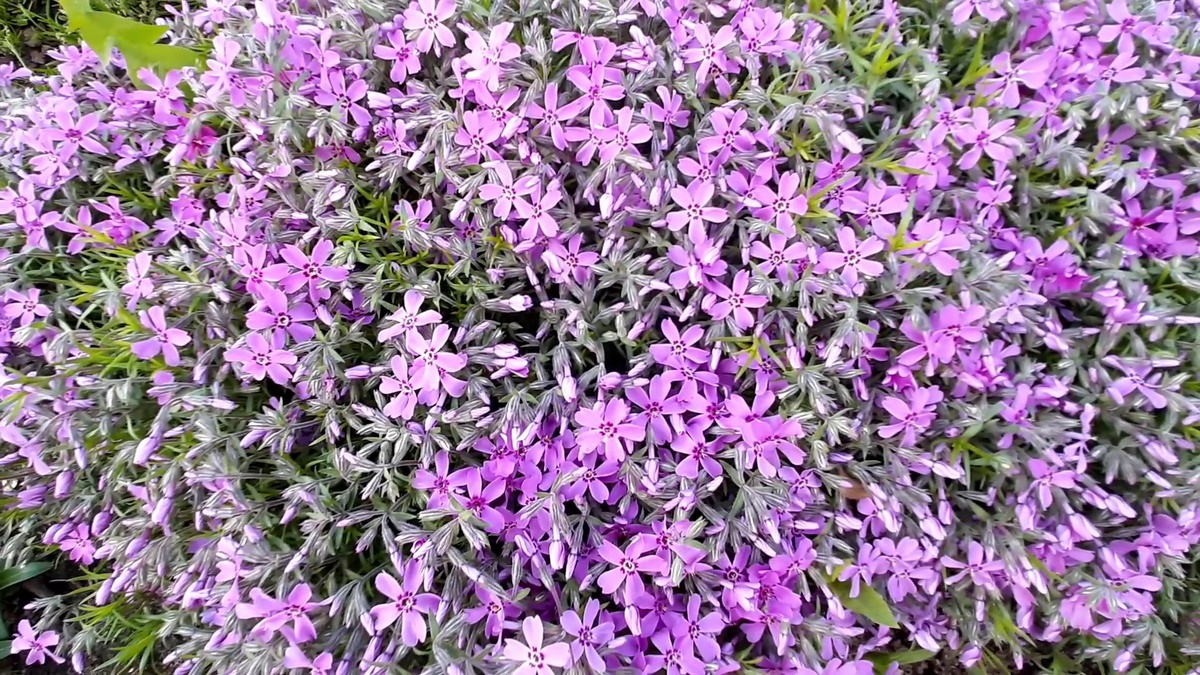 Целая поляна шиловидных флоксов.