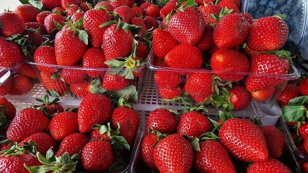    © Sputnik / Александр Жибуль