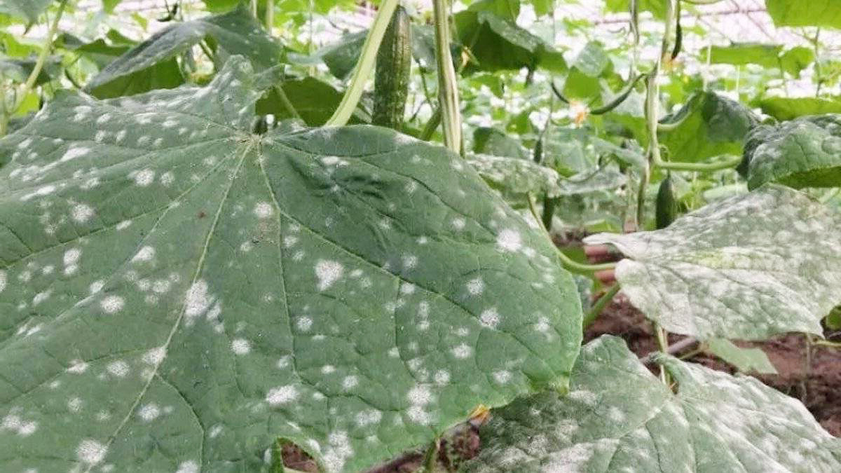 Мучнистая роса на огурцах? Мой путь от полного провала до 100% защиты урожая.