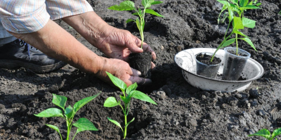 Что не любят перцы: 5 грубых ошибок, которые убивают урожай за 7 дней