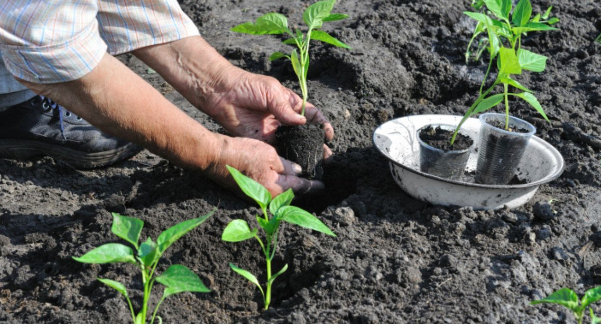 ысадка перца, не совершайте эти ошибки